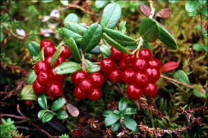 post-13-1255948183_новый размер post-13-1255948183_новый размер
