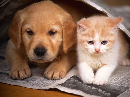 Правила содержания домашних собак и кошек