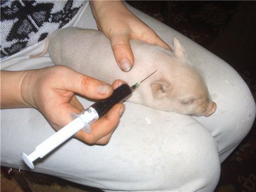 В Глусском районе принимаются меры по профилактике африканской чумы свиней