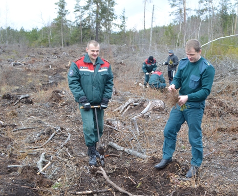 В Глусском районе проходит добровольная акция «Неделя леса»