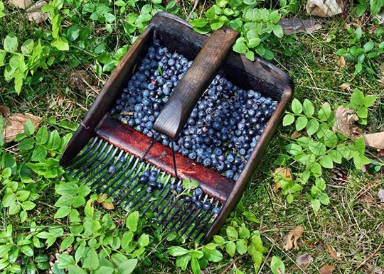 В Беларуси при сборе ягод разрешили использовать комбайны