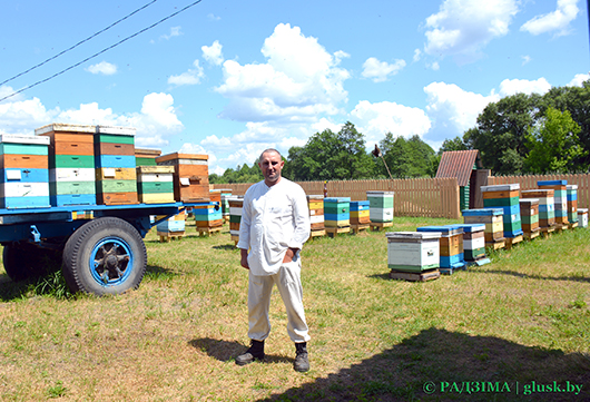 На пасеке Глусского лесхоза наш корреспондент узнала, что пчелы — это не только вкусный мед, но и большой труд. Пчел и человека