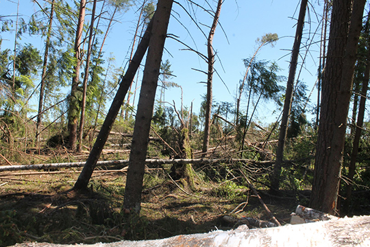 Работники Глусского лесхоза продолжают устранять последствия майской стихии в Чериковском районе