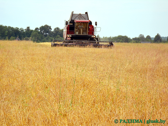 В Беларуси ожидается рекордный урожай зерна – около 11 млн тонн