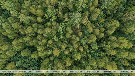 Александр Кулик: О лесовосстановлении, борьбе с лесными пожарами и производственной деятельности