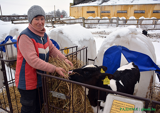 На работе их ждут каждый день. Побывали на ферме «Славковичи» и узнали, почему, несмотря ни на что, животноводы любят свою работу
