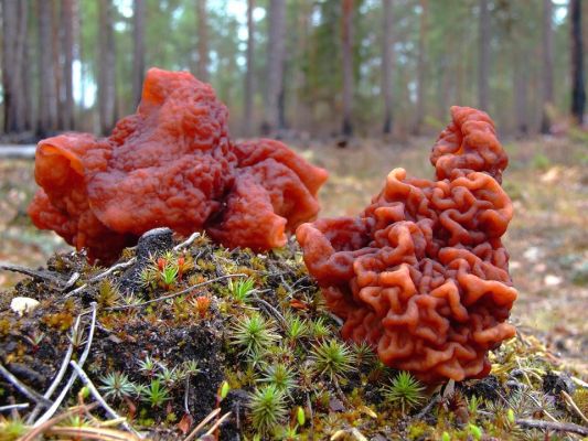 Чем опасны весенние грибы