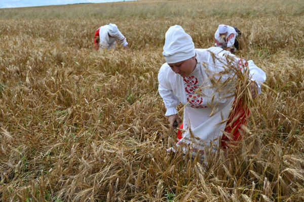 В Глусском районе прошли “Зажинки”. Фоторепортаж