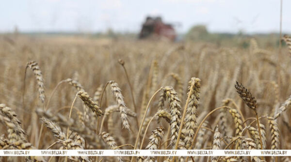 Зерновые и зернобобовые культуры с кукурузой в Беларуси убраны с 94% площадей