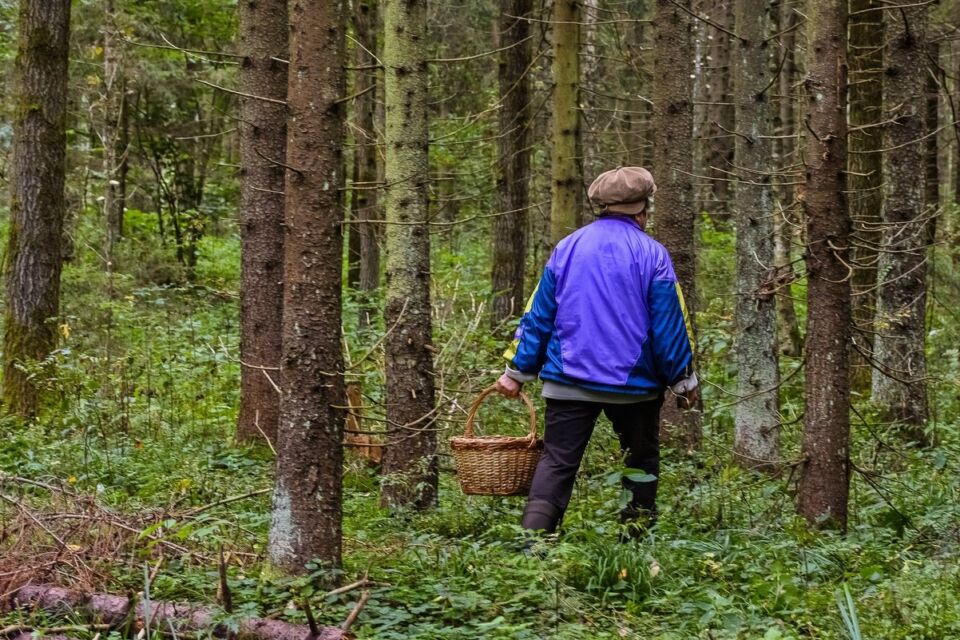 В Глусском районе продолжаются поиски пенсионера