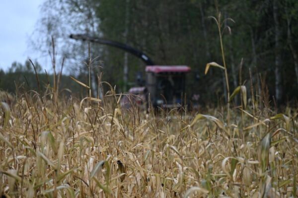 Палявыя работы ў Глускім раёне