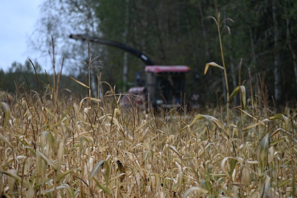 Палявыя работы ў Глускім раёне