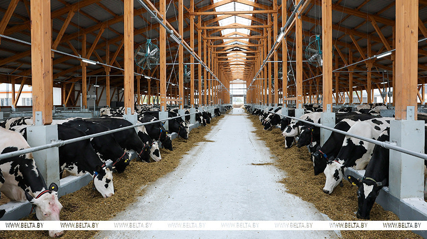«Все должно быть дешево и функционально». Лукашенко озвучил требования к строительству телятников