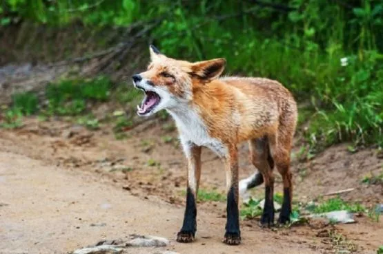 Осторожно с дикими животными