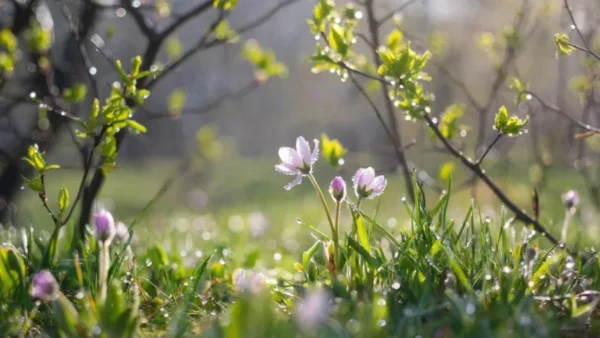 Холода отступят. Но не сразу. Прогноз погоды на 29 апреля — 3 мая