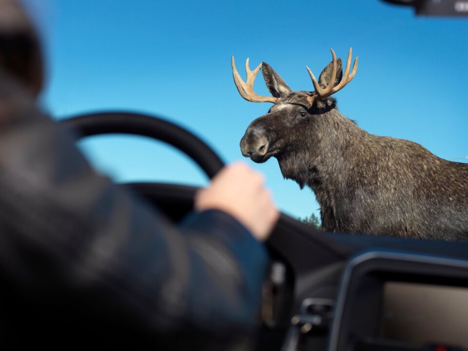 Осторожно: лоси на дороге