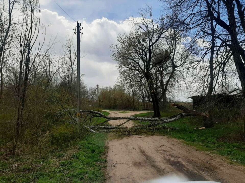 Из-за сильного ветра зафиксированы случаи падения деревьев в Глусском районе. Рекомендации МЧС