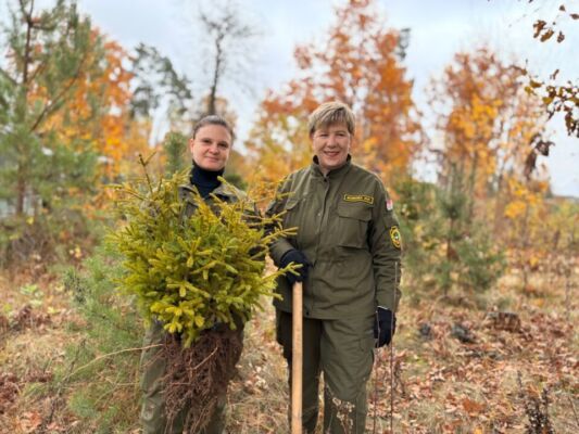 В Глусском районе проходит акция «Дай лесу новае жыццё»